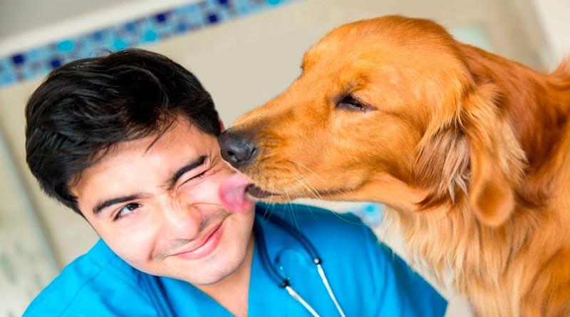 Купить диплом ветеринарного фельдшера Купить диплом ветеринарного фельдшера